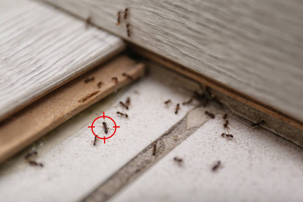 Flea Control Services in Bethel Park, PA